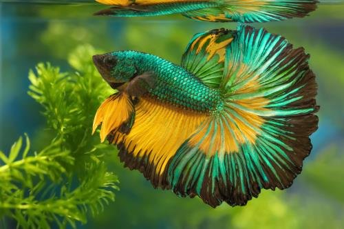 Betta